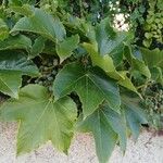 Parthenocissus tricuspidata Leaf