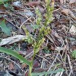 Panicum miliaceum Hábito