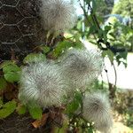 Clematis lasiantha Fruto