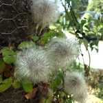 Clematis lasiantha Fruit