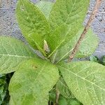 Hydrangea macrophyllaFloare