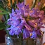 Campanula cervicaria Flower