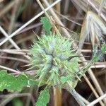 Trifolium squarrosum Flower