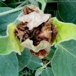 Barleria albostellata Fruit