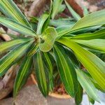 Dracaena braunii Blatt