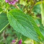 Lantana trifolia Leaf