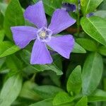 Vinca minorÕis