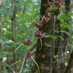 Veratrum nigrum その他の提案