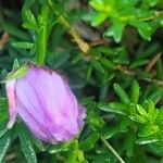 Phyllodoce caerulea 花