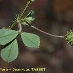 Medicago murex Frugt