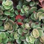 Sedum makinoi Folha