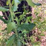 Quercus fusiformis Hoja