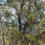 Juniperus procera Frunză
