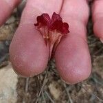 Linaria aeruginea Flor