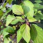 Salvia involucrata برگ