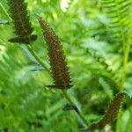 Polystichum acrostichoides Frugt