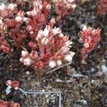 Sedum andegavense Flower