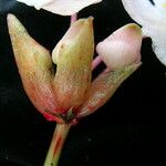 Begonia sikkimensis Flower