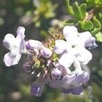 Mulguraea asparagoides 花
