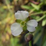 Butomopsis latifolia Flower