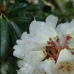 Rhododendron irroratum 花