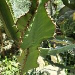 Euphorbia cooperi Hoja
