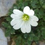 Cerastium alpinumÕis