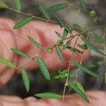 Phyllanthus virgatus 果實