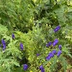 Aconitum variegatum Habit