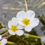 Ranunculus fluitans പുഷ്പം