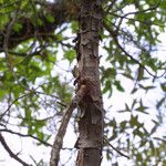 Juniperus deppeana Bark