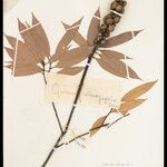 Lithocarpus elaeagnifolius Other