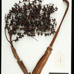 Iriartella setigera Fruit