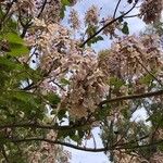 Paulownia tomentosaFlower