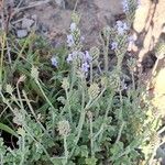 Lavandula dhofarensis Flower