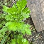 Artemisia princeps Листок