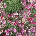Saxifraga rosacea Flors