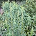 Digitalis ferruginea Leaf