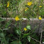 Hieracium lachenalii Vekstform