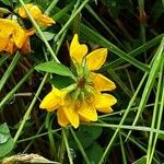 Lotus pedunculatus Flor