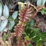 Weinmannia tinctoria Leaf