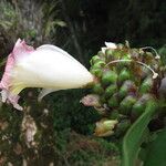 Costus afer 花