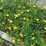 Euryops chrysanthemoides Fiore