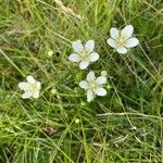 Parnassia palustrisFlower