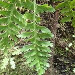 Asplenium lividum Leaf