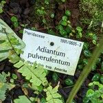 Adiantum pulverulentum Other