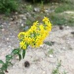 Solidago virgaureaFlor