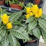 Aphelandra squarrosa Цвят