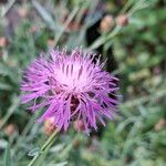 Centaurea jaceaFloare