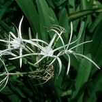 Hymenocallis latifolia Kwiat